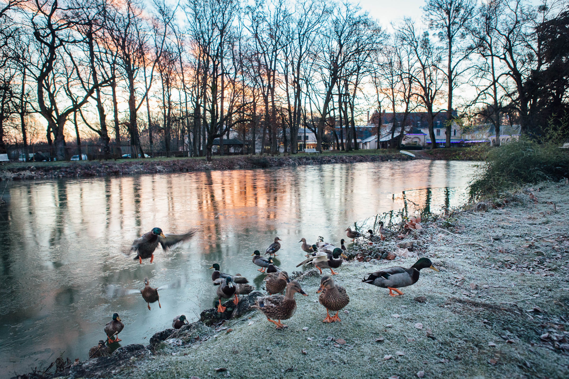 Le Liège, 12 décembre 2012. Lever de soleil sur un des étangs du Courbat,  domaine de 80 hectares accueillant des policiers dépressifs pour un traitement de 2 mois. 

Le liege, 12 December 2012. Sunrise on one of the ponds of Le Courbat, a 80 hectares domain welcoming Cork, 12 December 2012. Sunrise on one of the ponds of Courbat, welcoming domain of 80 hectares welcoming depressed policemen for a 2 month treatment.