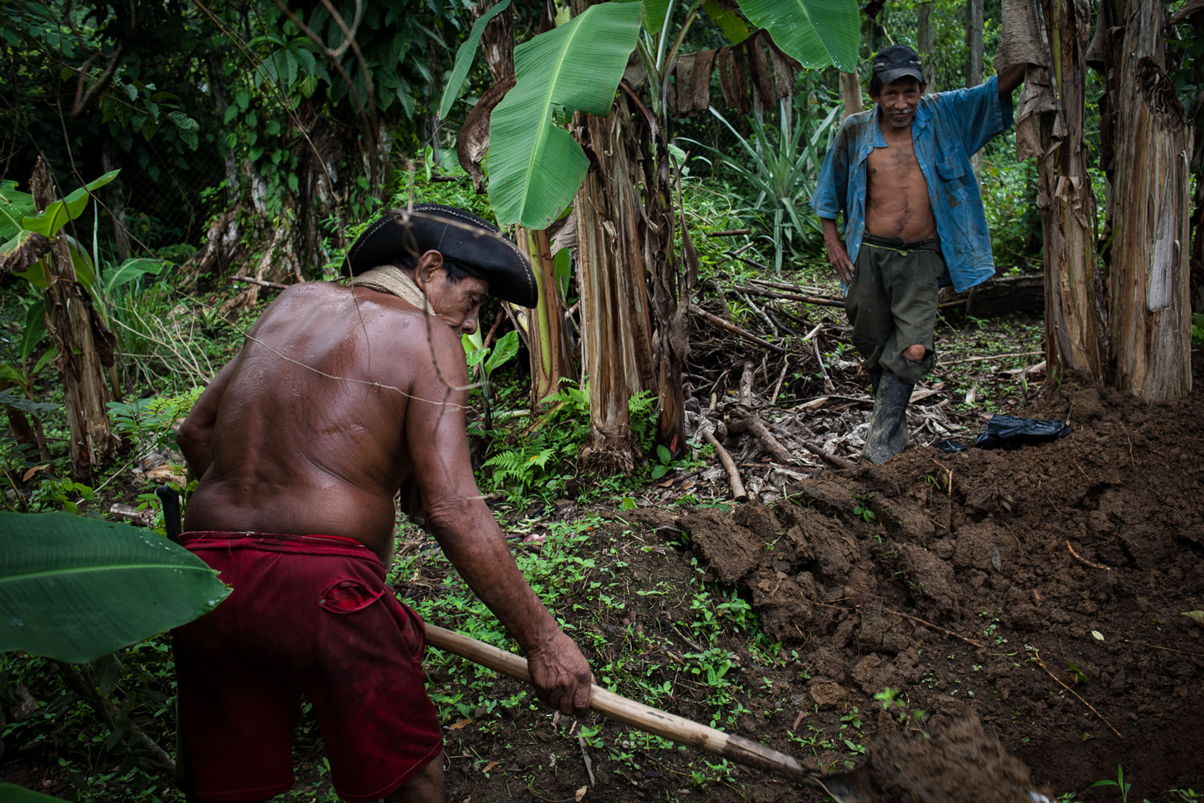 San Josecito, 23.08.2012. Après avoir subi un blocus alimentaire, la communauté a appris l'autosuffisance. Elle cultive son yuca (manioc), ses haricots, son sucre de canne, du riz ainsi que des fruits. Par ailleurs, elle cultuve du cacao équitable qui sera vendu en Colombie et à l'étranger. 

San Josecito, 08/23/2012. After suffering a food blockade, the community has learned self-sufficiency. They cultivate their yuca (cassava),  beans, sugar cane, rice and fruit. It also grows fair trade cacao which will be sold in Colombia and abroad.