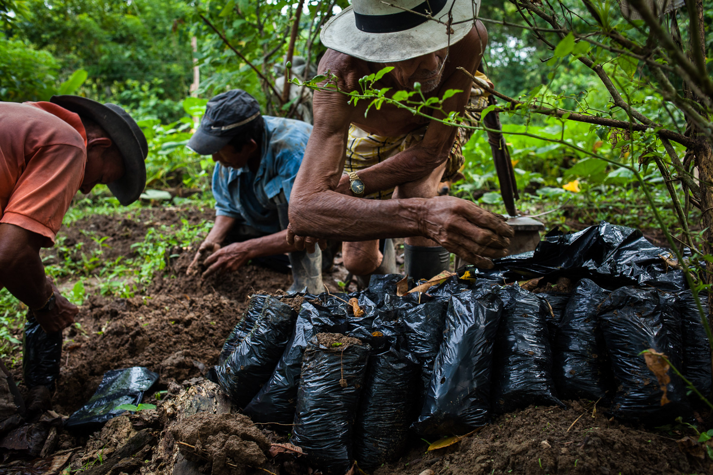 San Josecito, 23.08.2012.  Une fois par semaine, ses membres passent une journée de travail collectif, au service de la communauté. Il s'agit alors de cultiver les denrées alimentaires ou le cacao, source de revenus pour la communauté.

San Josecito, 08/23/2012. Once a week, members spend a day working together in the service of the community. It is mainly to grow food or cocoa, source of income for the community.