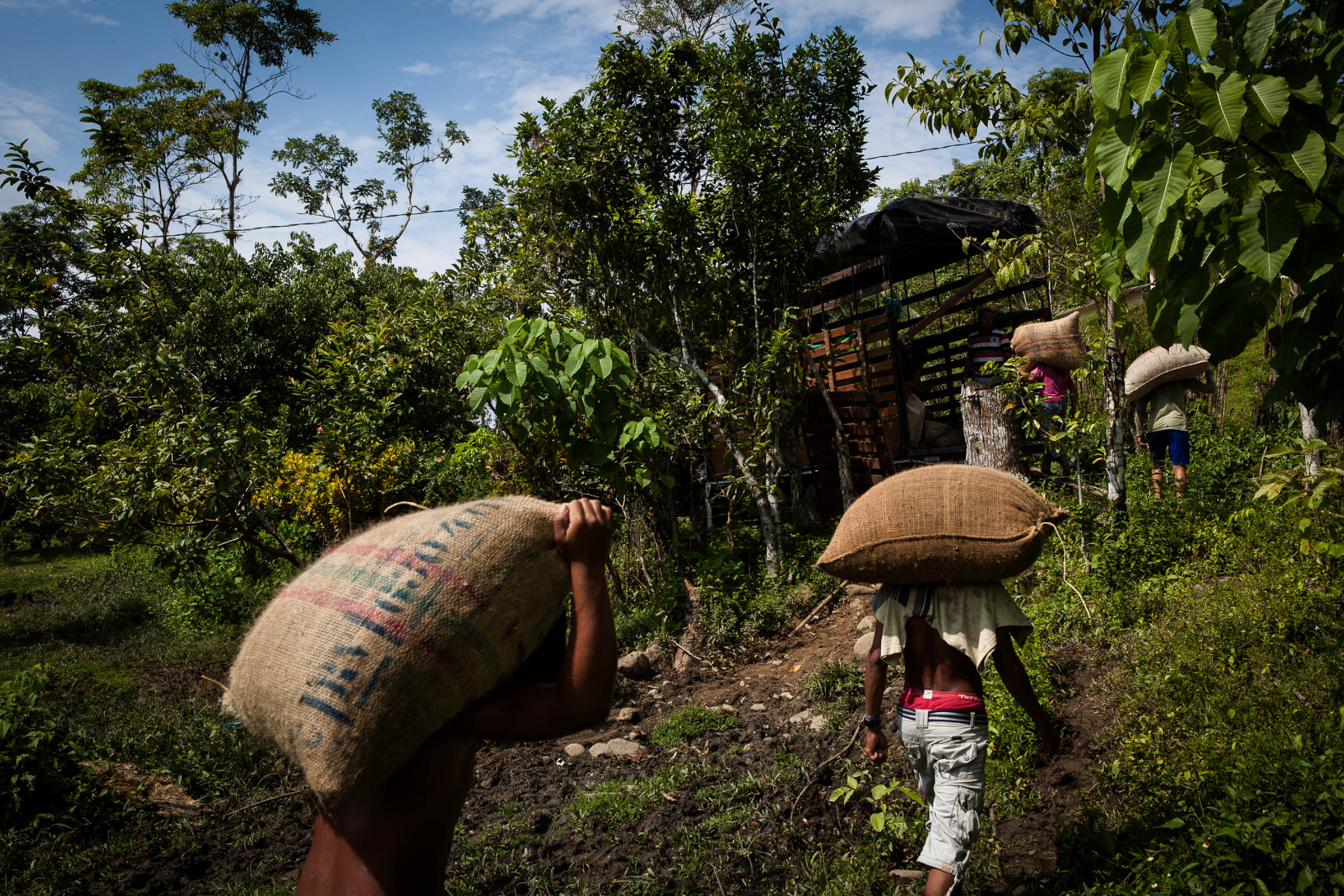 San Josecito, 25.08.2012.  Jour de travail communautaire dans la communauté. Les membres préparent les sacs de cacao équitable qu'ils exportent vers l'Europe et vendent en Colombie

San Josecito, 25/08/2012. Day of community work in the village. Members prepare bags of fair trade cocoa they export to Europe and sell in Colombia.