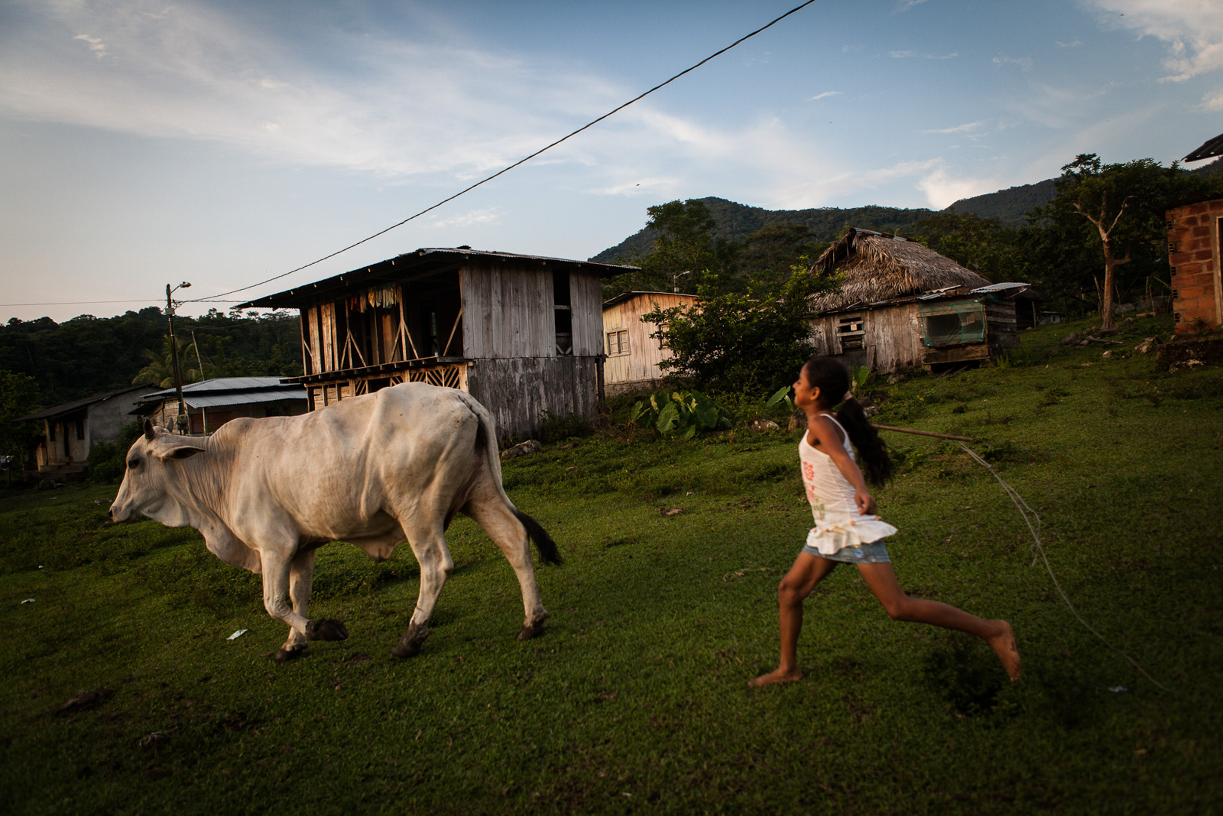 La Union, 25.08.2012.     A la Union, hameau situé en altitude, le climat est propice à l'élevage. Les vaches vivent en semi liberté dans le village. Avant que la communauté n'existe, le bétail était régulièrement volé par les acteurs armés.

La Union, 25.08.2012. At La Union hamlet in altitude, the climate is conducive to breeding. The cows live in semi-liberty in the village. Before the peace community existed, cattle were regularly stolen by armed actors.