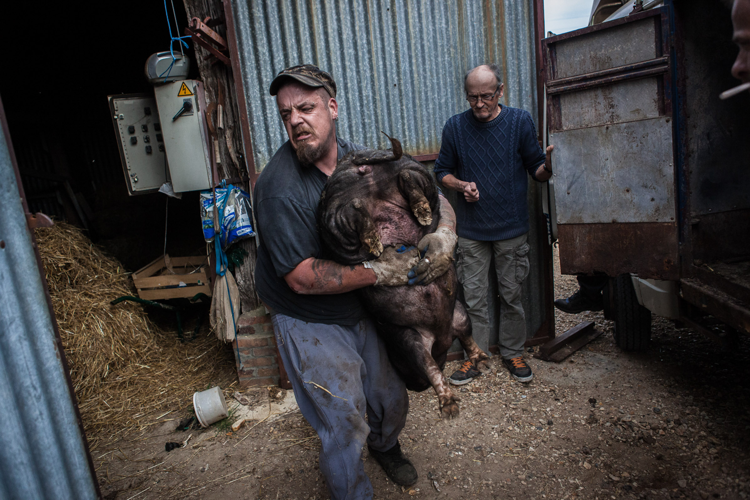 Villebeon, le 2 Avril 2014; Remy, dans le village depuis plus d'un an transporte les cochons offerts par une ferme voisine.

Villebeon, April 2, 2014; Remy has been living in the village for more than a year. He carries pigs offered by a nearby farm.